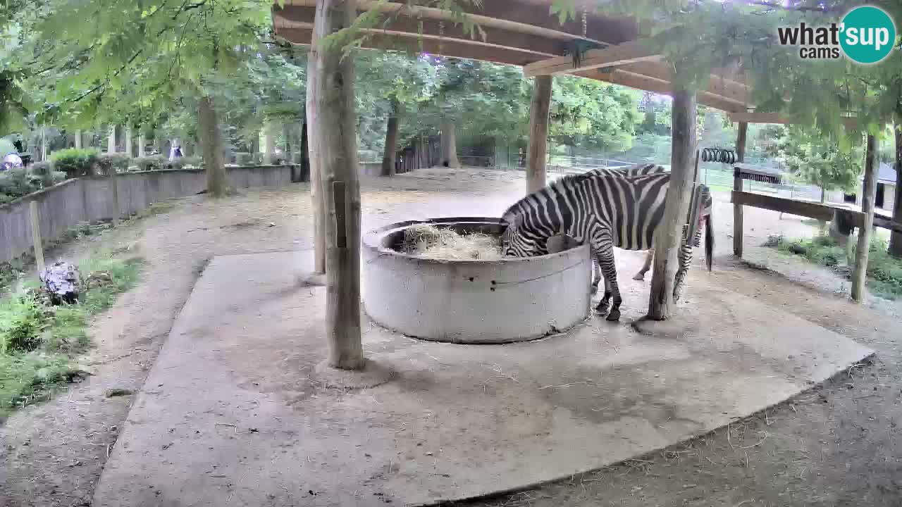 Le Zebre nello ZOO di Ljubljana – Slovenia Live webcam
