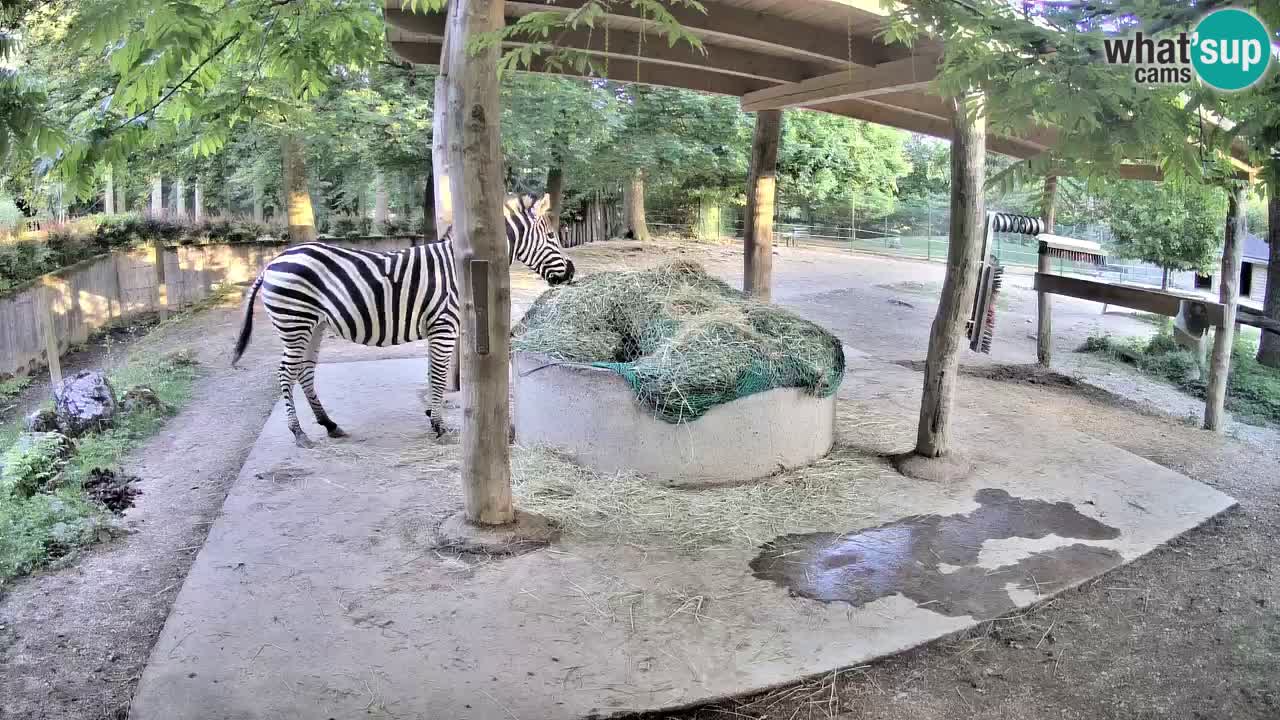 Camera en vivo Cebras in Ljubljana ZOO – Eslovenia