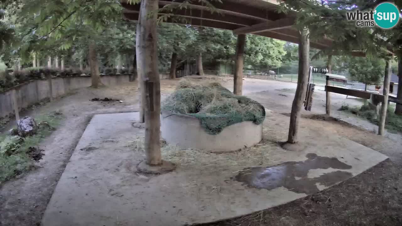 Le Zebre nello ZOO di Ljubljana – Slovenia Live webcam