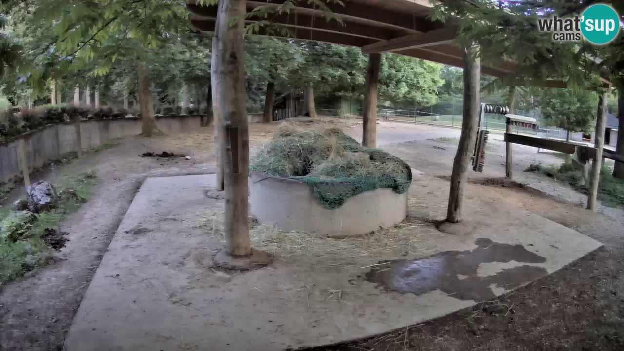 Live Webcam Zebras in Ljubljana ZOO – Slowenien