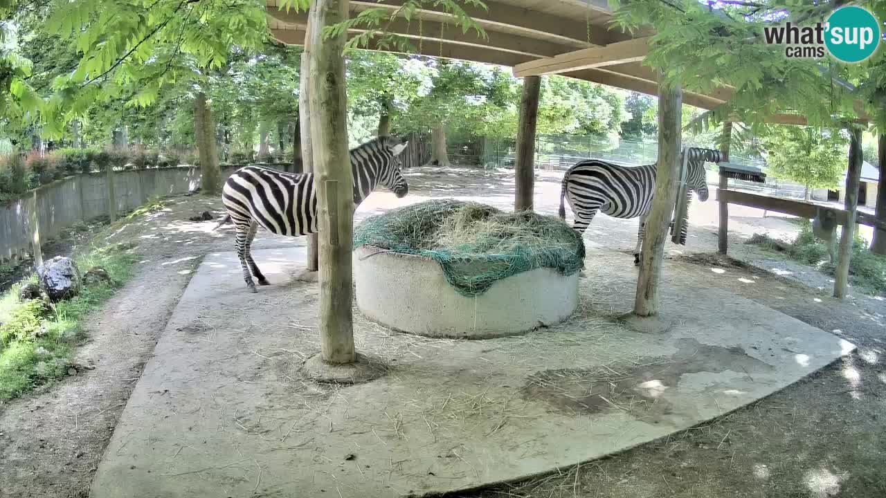 Live webcam Zebras in Ljubljana ZOO – Slovenia