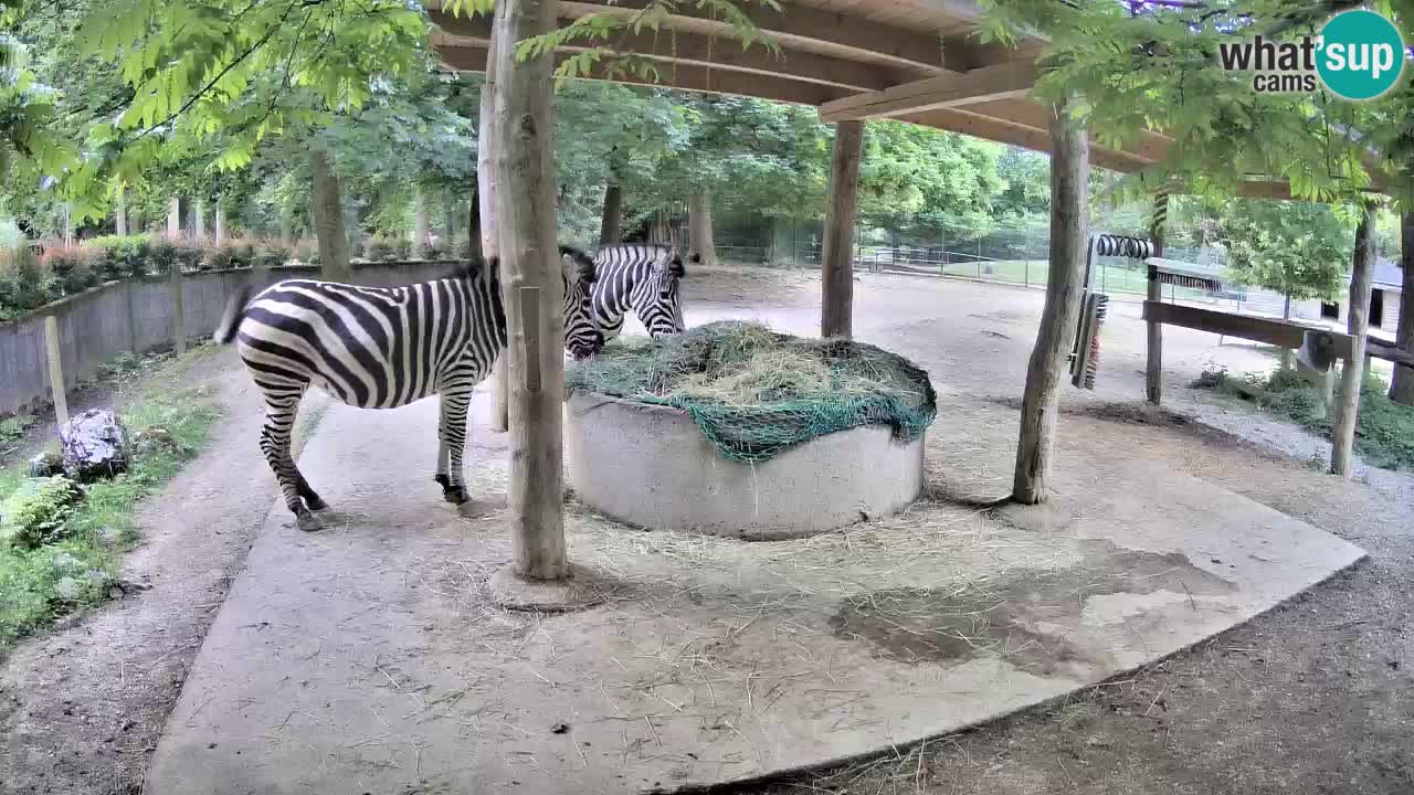 Web kamera uživo Zebras u ZOO Ljubljana – Slovenija