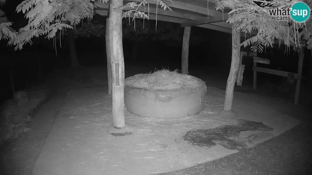 Live webcam Les zèbres in Ljubljana ZOO – Slovénie