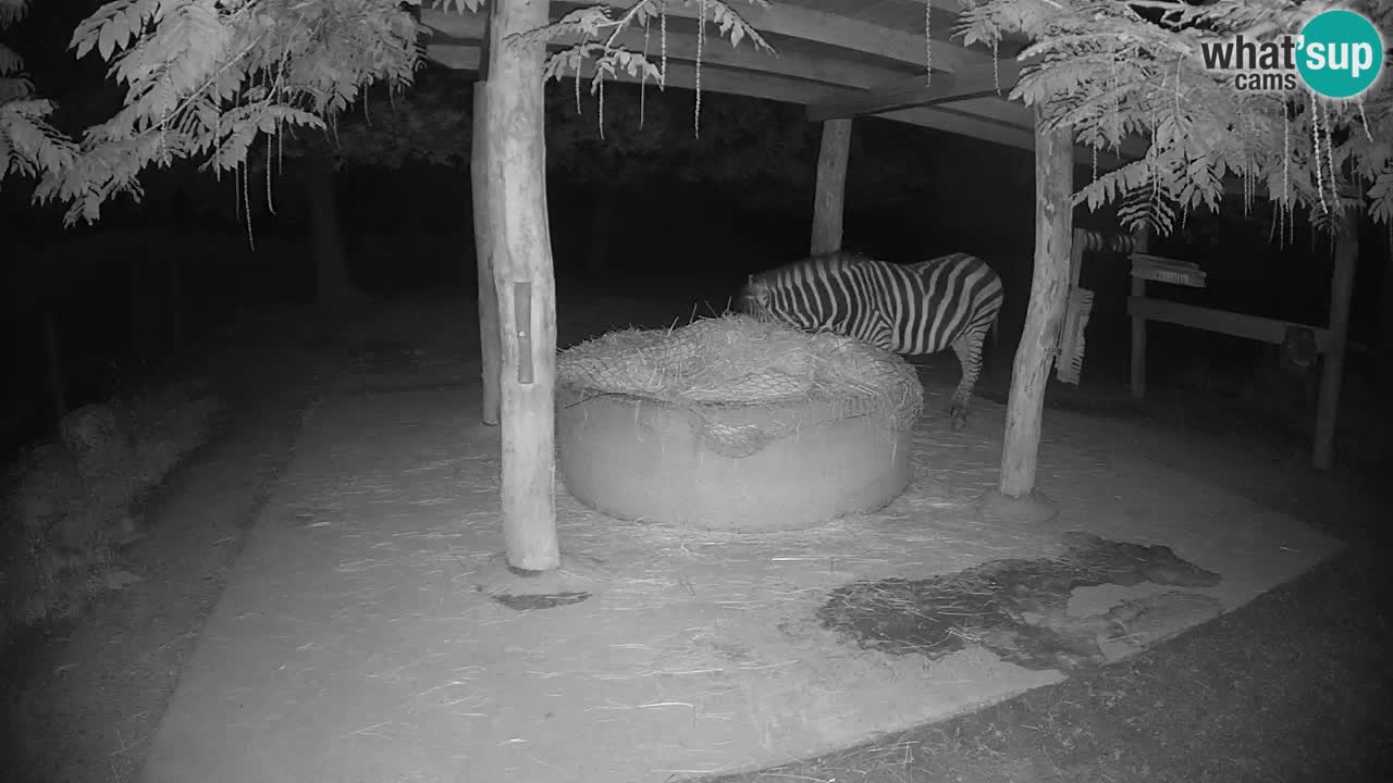 Camera en vivo Cebras in Ljubljana ZOO – Eslovenia