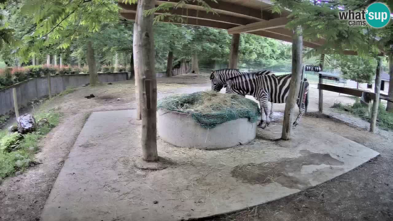 Camera en vivo Cebras in Ljubljana ZOO – Eslovenia