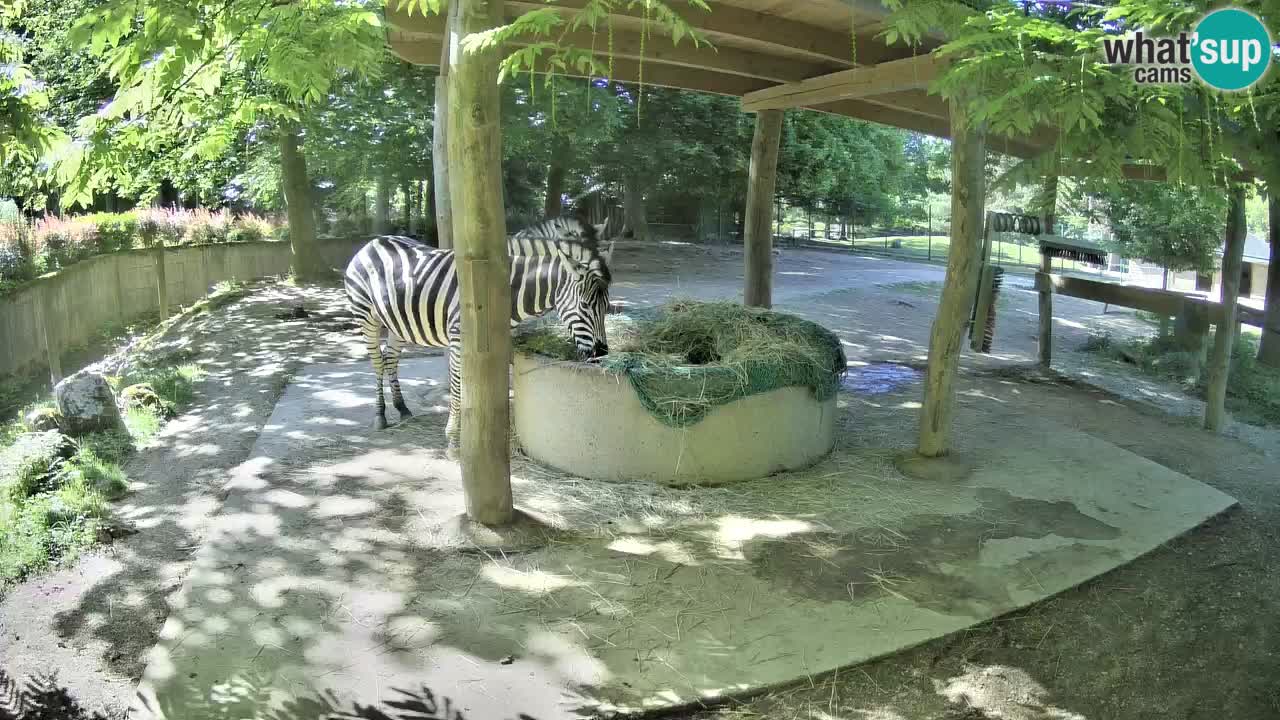 Web kamera uživo Zebras u ZOO Ljubljana – Slovenija
