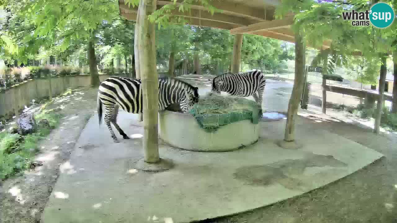 Live Webcam Zebras in Ljubljana ZOO – Slowenien