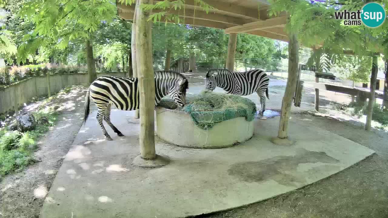 Live Webcam Zebras in Ljubljana ZOO – Slowenien