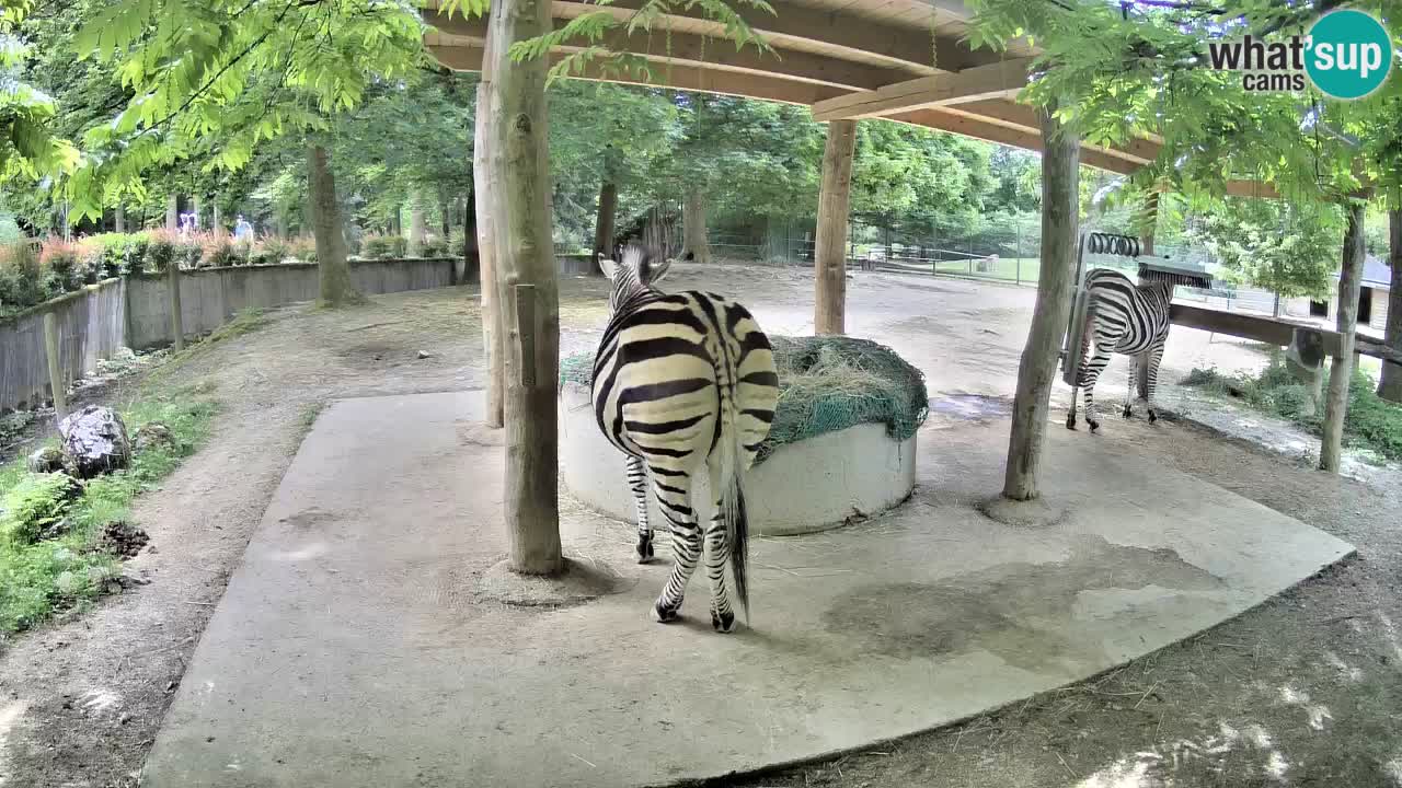 Live webcam Les zèbres in Ljubljana ZOO – Slovénie