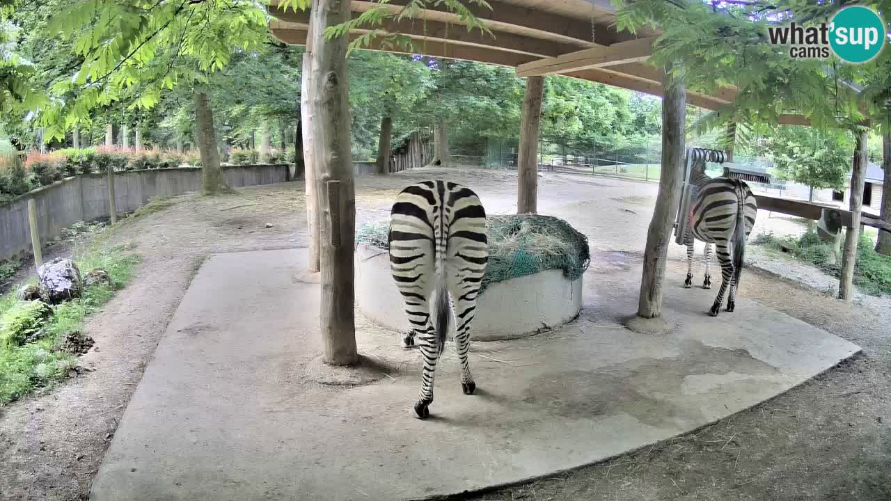 Zebre v živo v živalskem vrtu Ljubljana ZOO spletne kamere