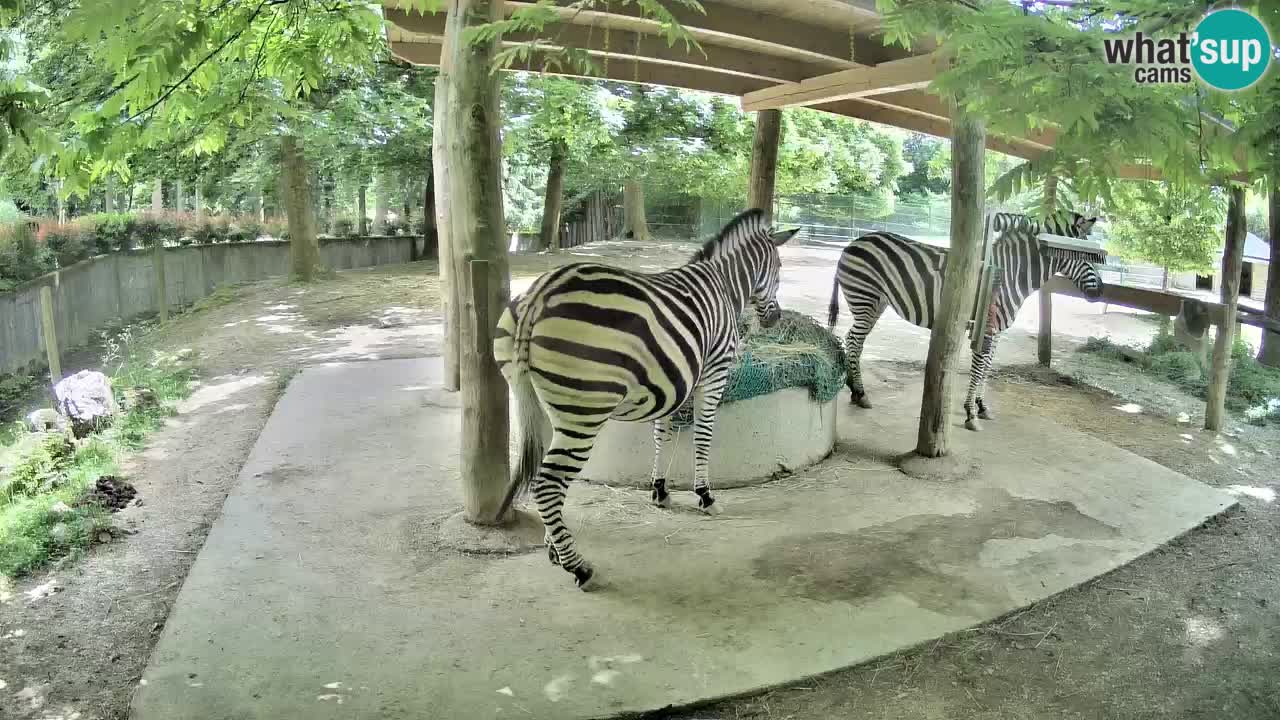 Live webcam Les zèbres in Ljubljana ZOO – Slovénie