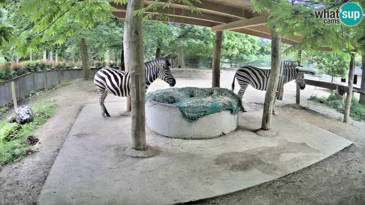 Le Zebre nello ZOO di Ljubljana – Slovenia Live webcam