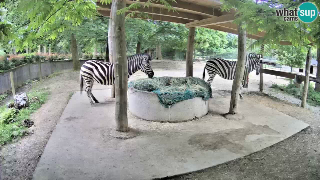 Live webcam Zebras in Ljubljana ZOO – Slovenia
