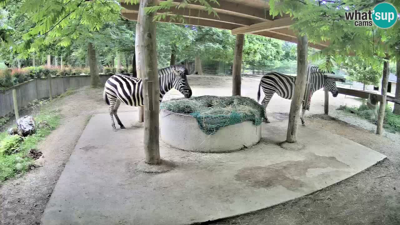 Camera en vivo Cebras in Ljubljana ZOO – Eslovenia