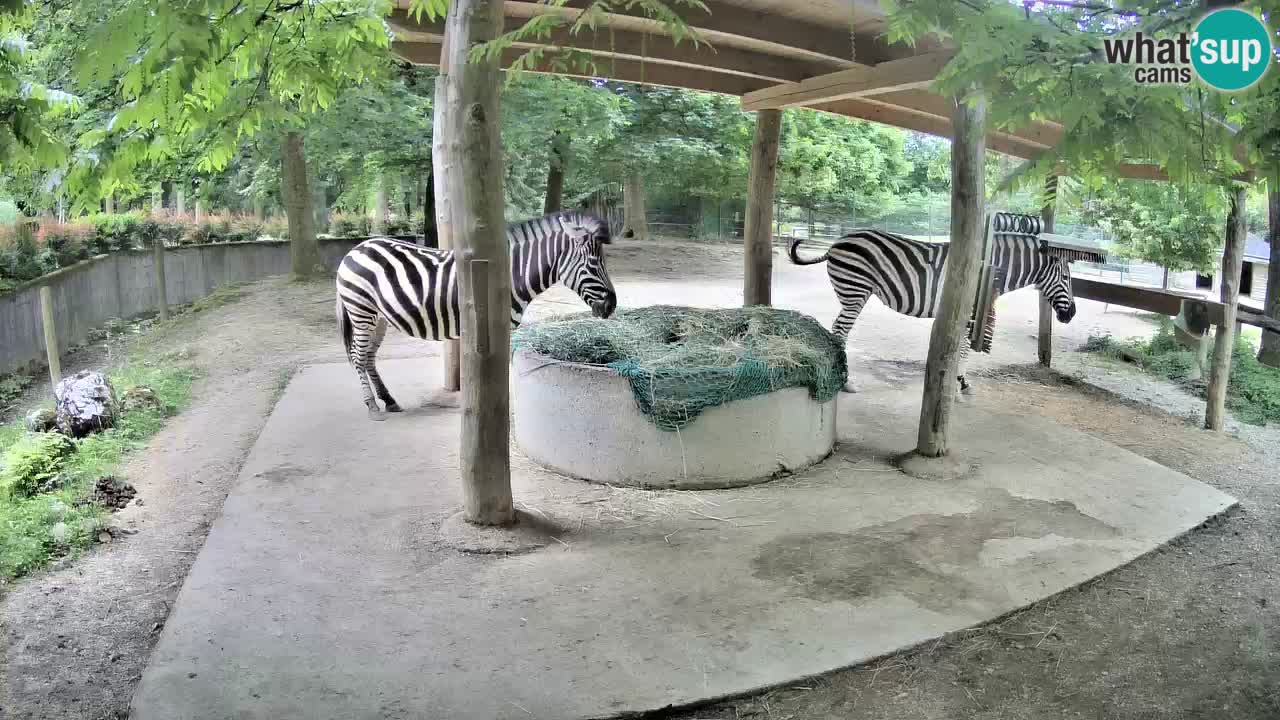 Live Webcam Zebras in Ljubljana ZOO – Slowenien