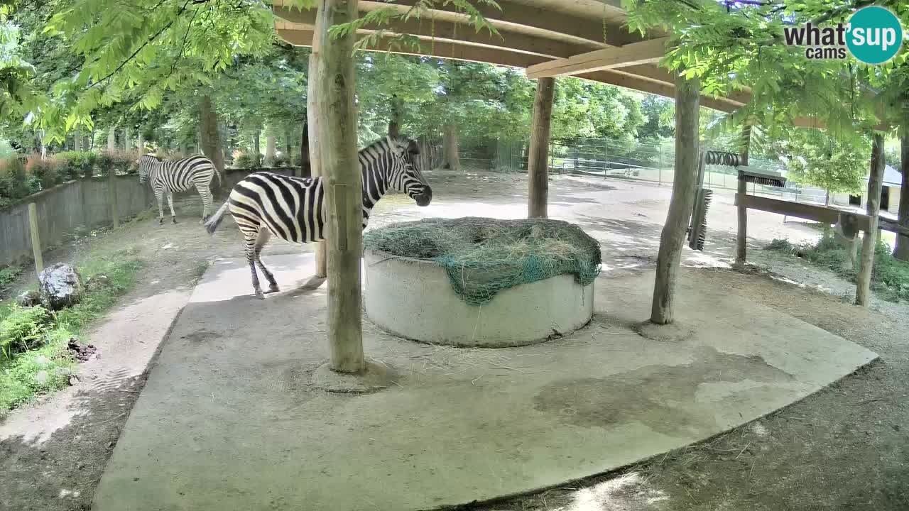 Web kamera uživo Zebras u ZOO Ljubljana – Slovenija