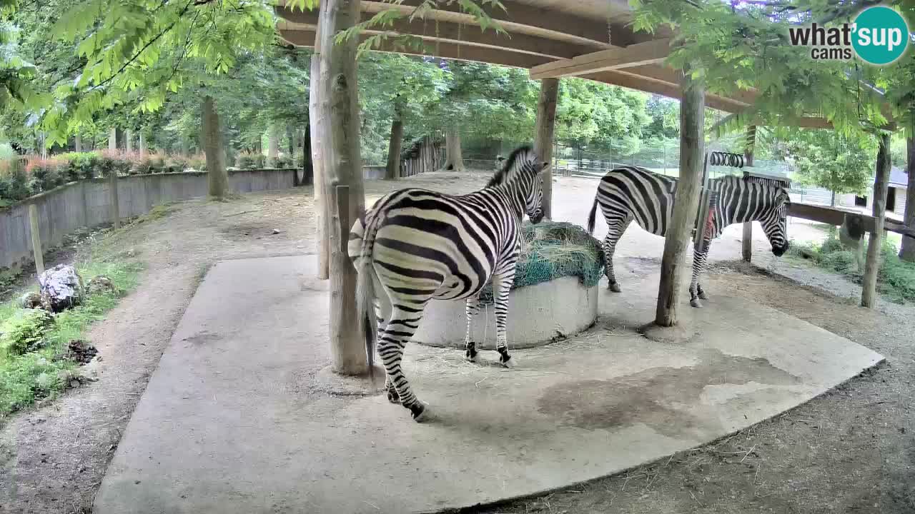 Le Zebre nello ZOO di Ljubljana – Slovenia Live webcam