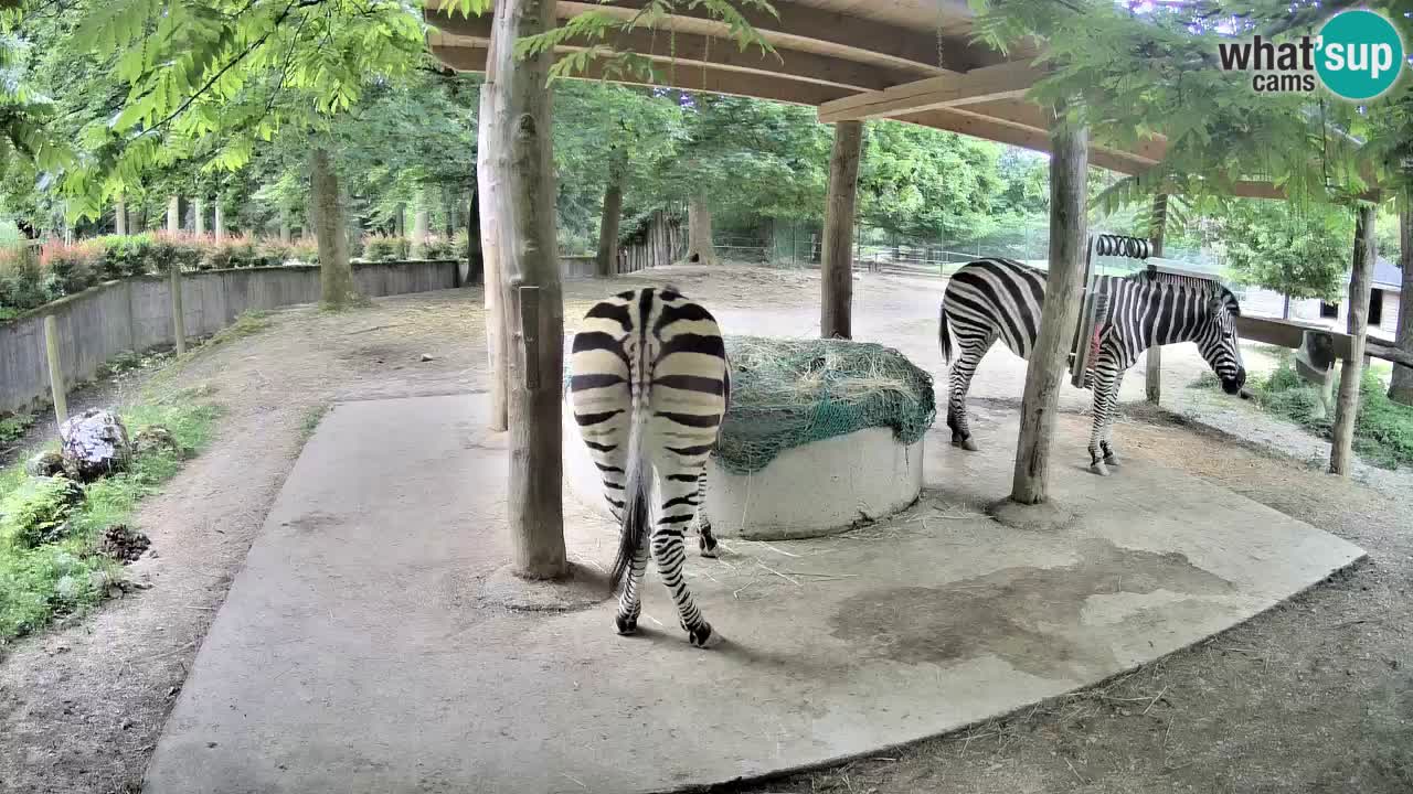 Camera en vivo Cebras in Ljubljana ZOO – Eslovenia