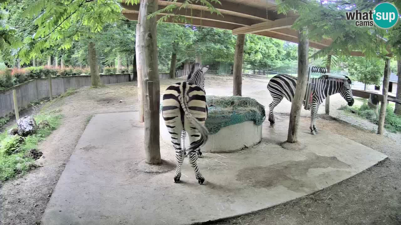 Camera en vivo Cebras in Ljubljana ZOO – Eslovenia