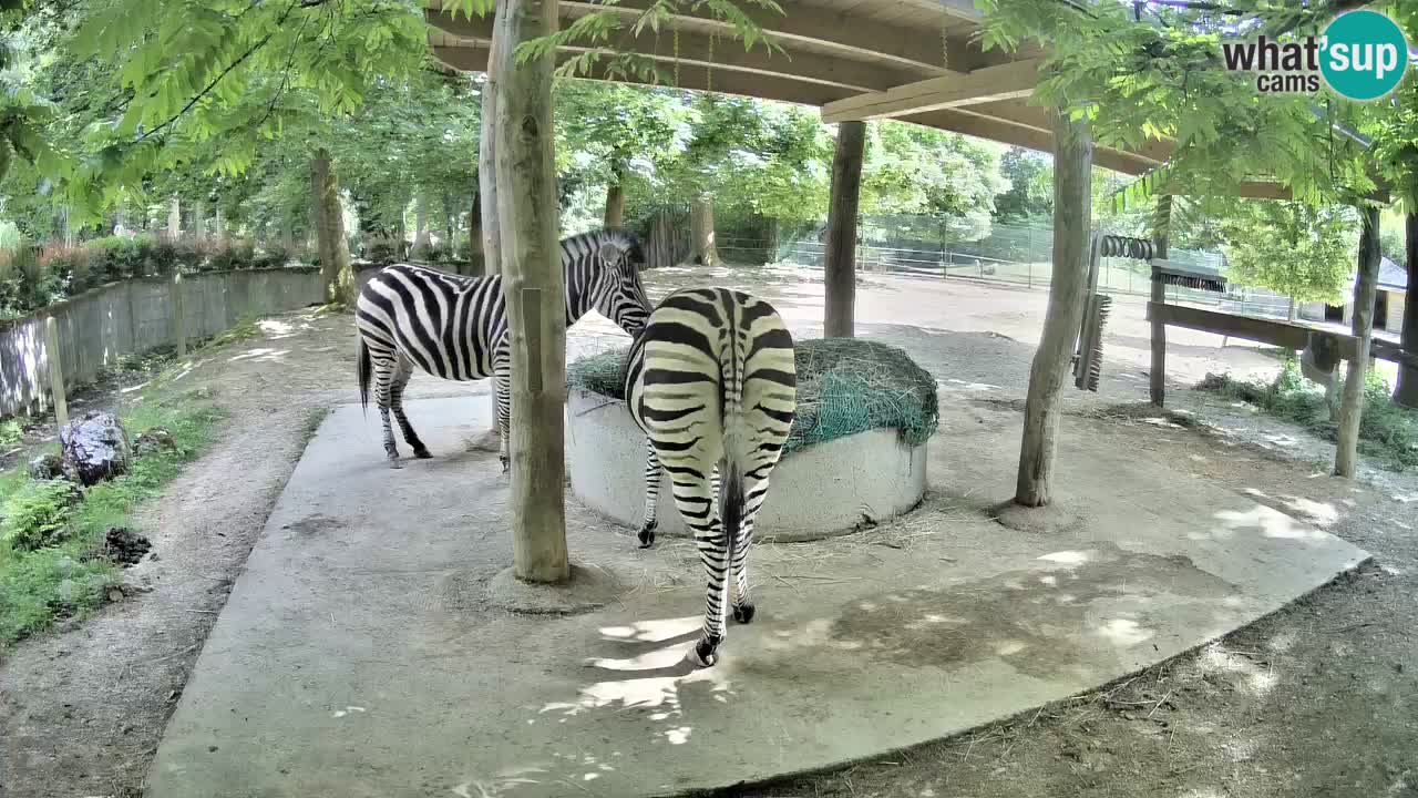 Camera en vivo Cebras in Ljubljana ZOO – Eslovenia