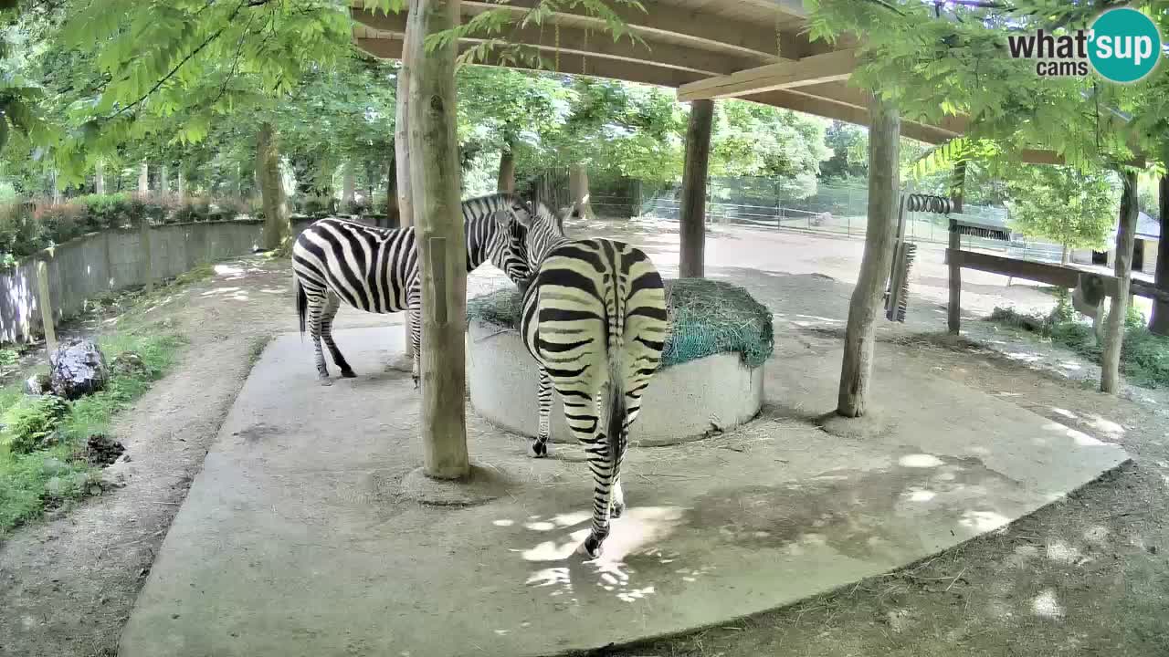 Zebre v živo v živalskem vrtu Ljubljana ZOO spletne kamere