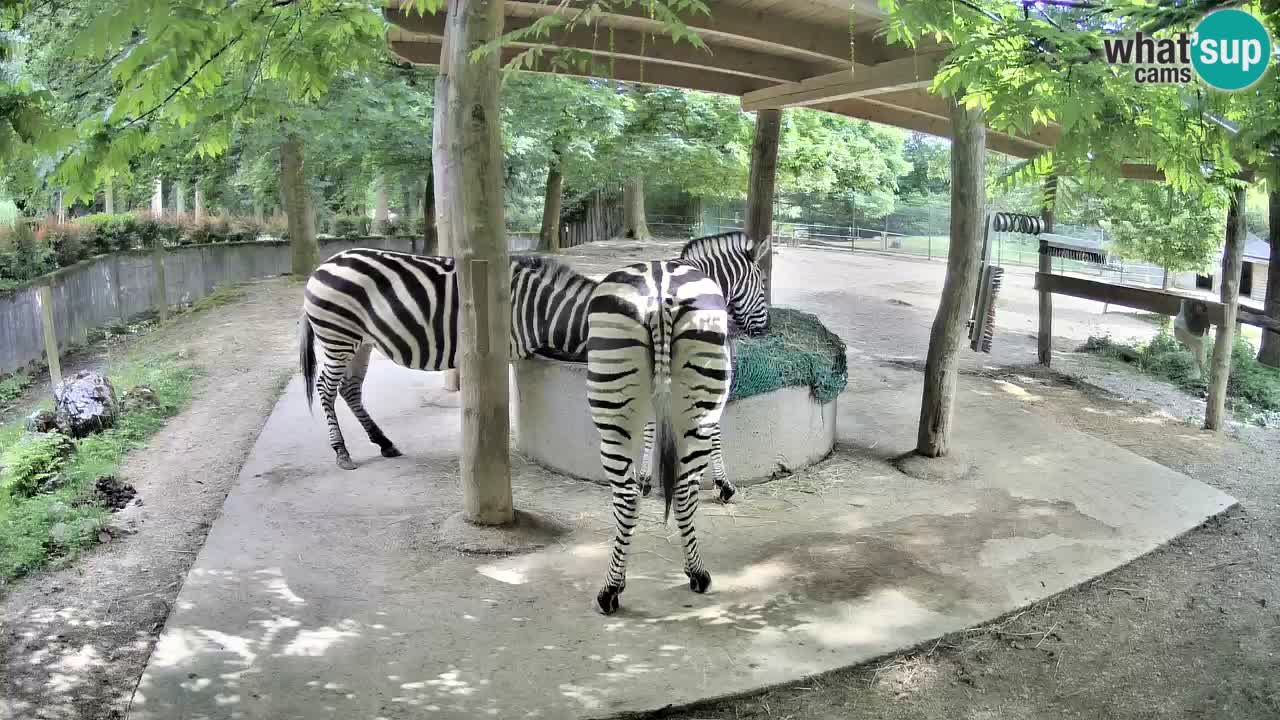 Le Zebre nello ZOO di Ljubljana – Slovenia Live webcam