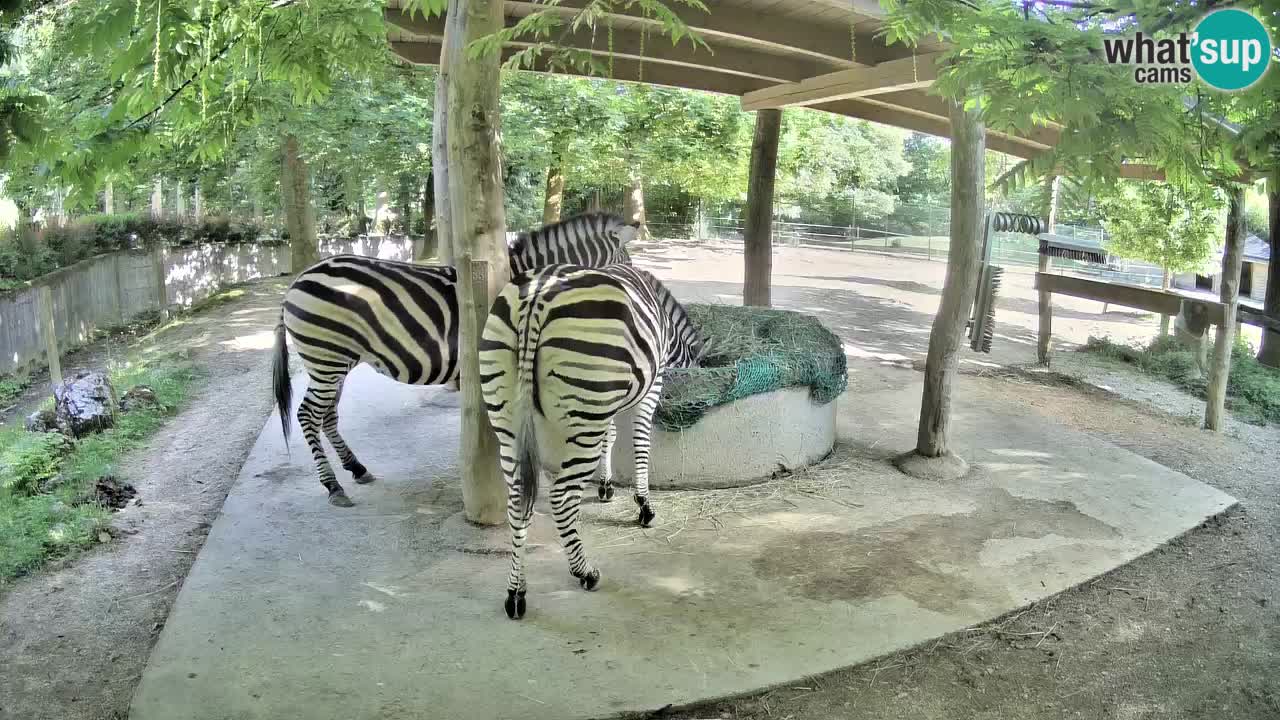 Live webcam Zebras in Ljubljana ZOO – Slovenia