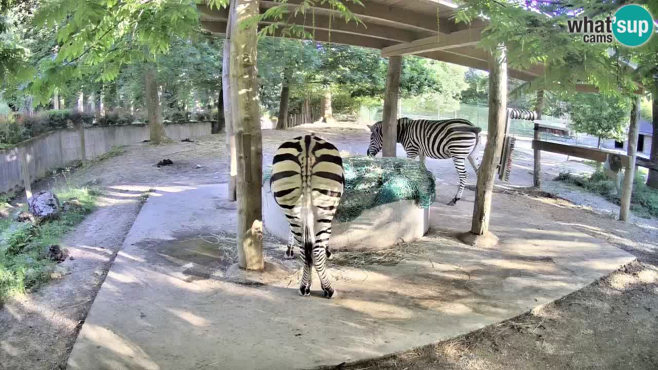 Zebre v živo v živalskem vrtu Ljubljana ZOO spletne kamere