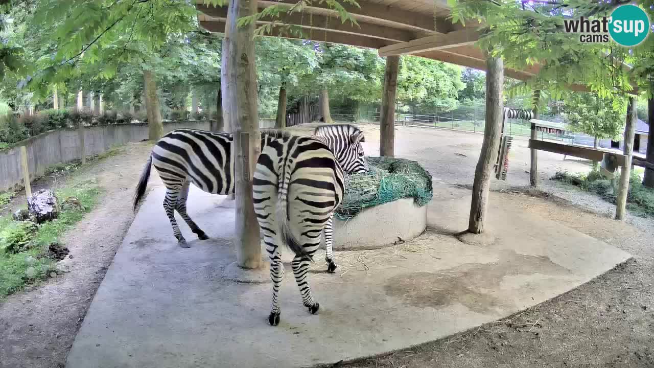 Web kamera uživo Zebras u ZOO Ljubljana – Slovenija
