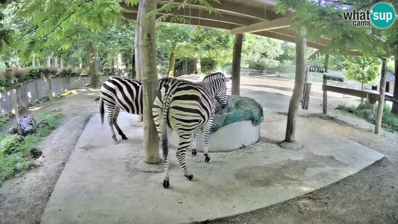 Le Zebre nello ZOO di Ljubljana – Slovenia Live webcam