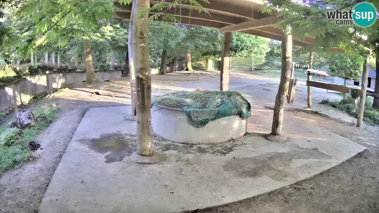 Le Zebre nello ZOO di Ljubljana – Slovenia Live webcam