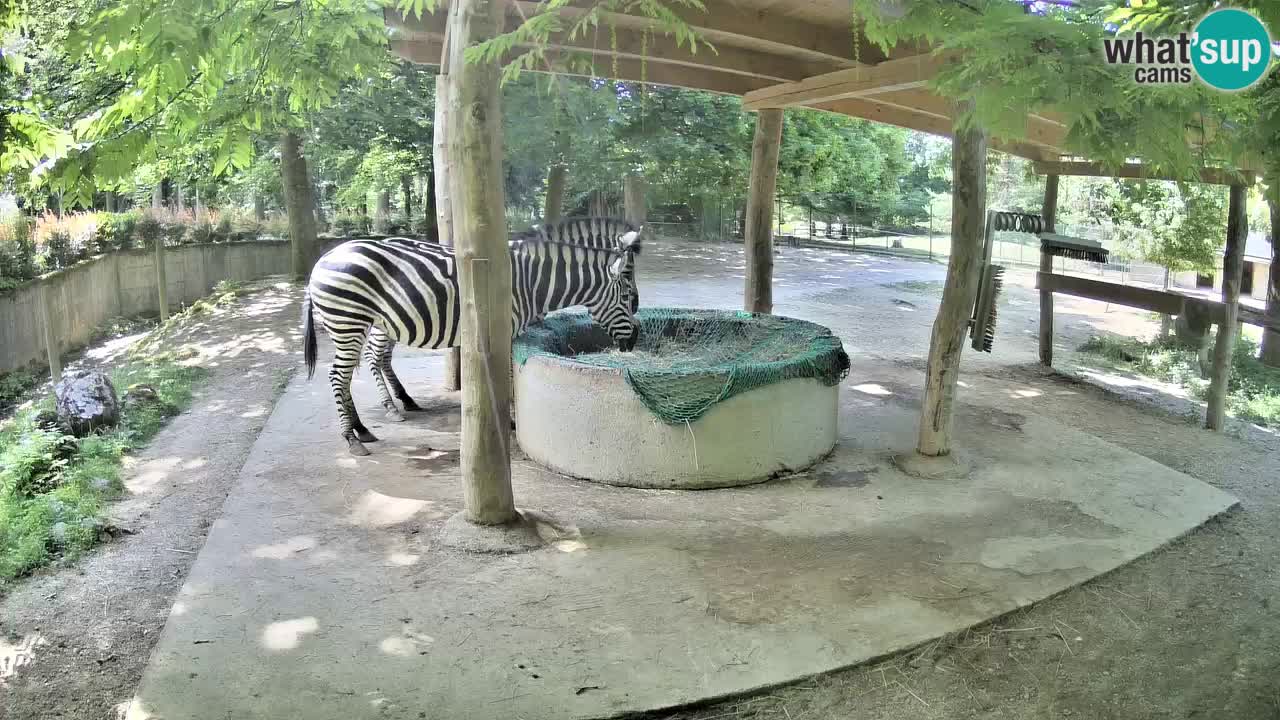 Le Zebre nello ZOO di Ljubljana – Slovenia Live webcam