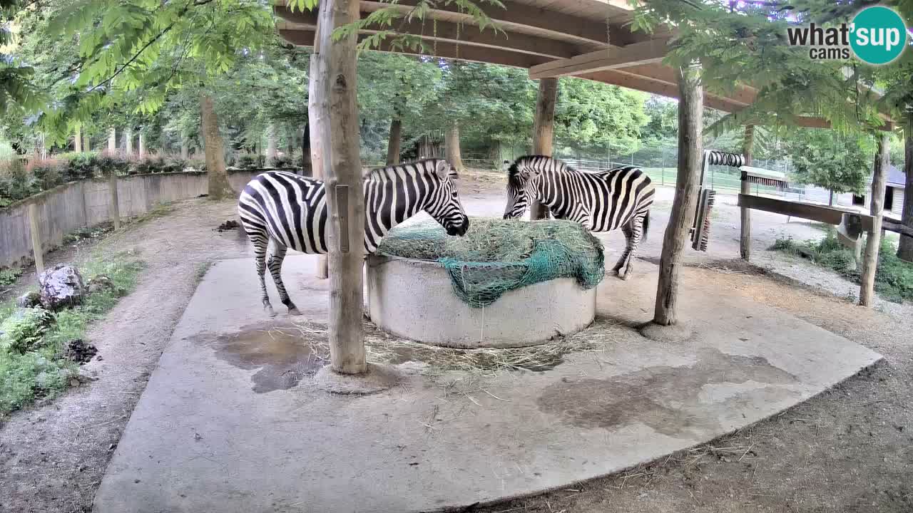 Web kamera uživo Zebras u ZOO Ljubljana – Slovenija