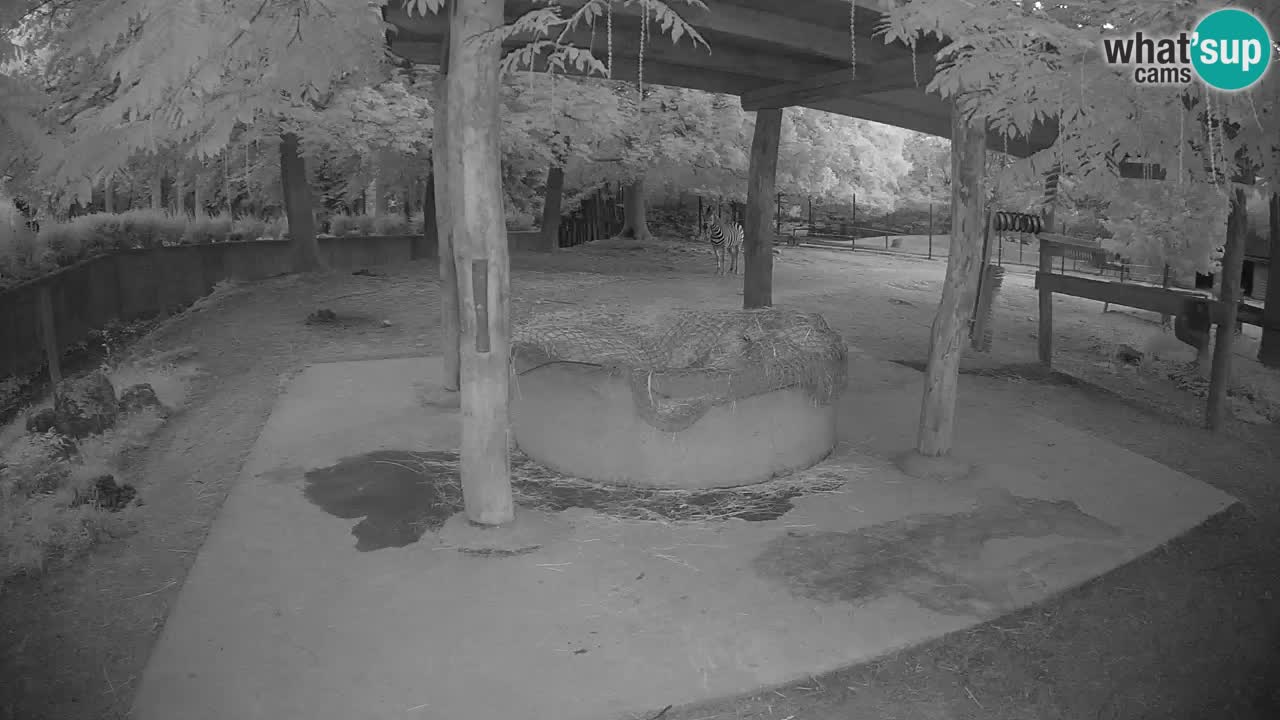 Camera en vivo Cebras in Ljubljana ZOO – Eslovenia