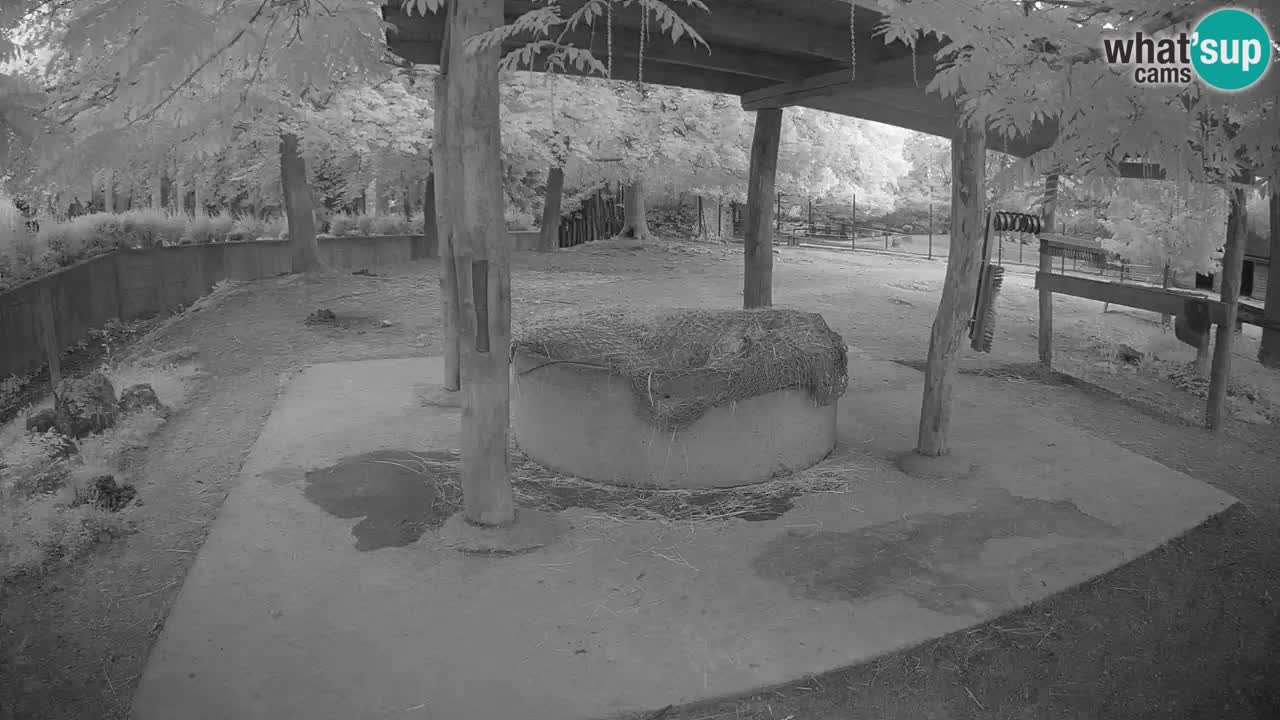 Live Webcam Zebras in Ljubljana ZOO – Slowenien