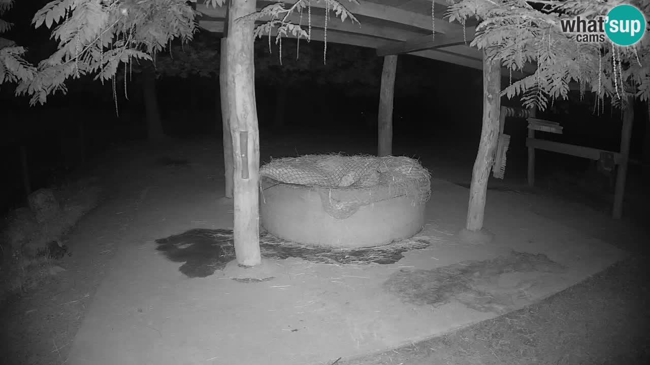 Web kamera uživo Zebras u ZOO Ljubljana – Slovenija