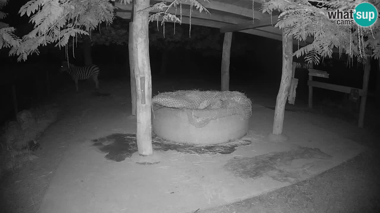 Web kamera uživo Zebras u ZOO Ljubljana – Slovenija