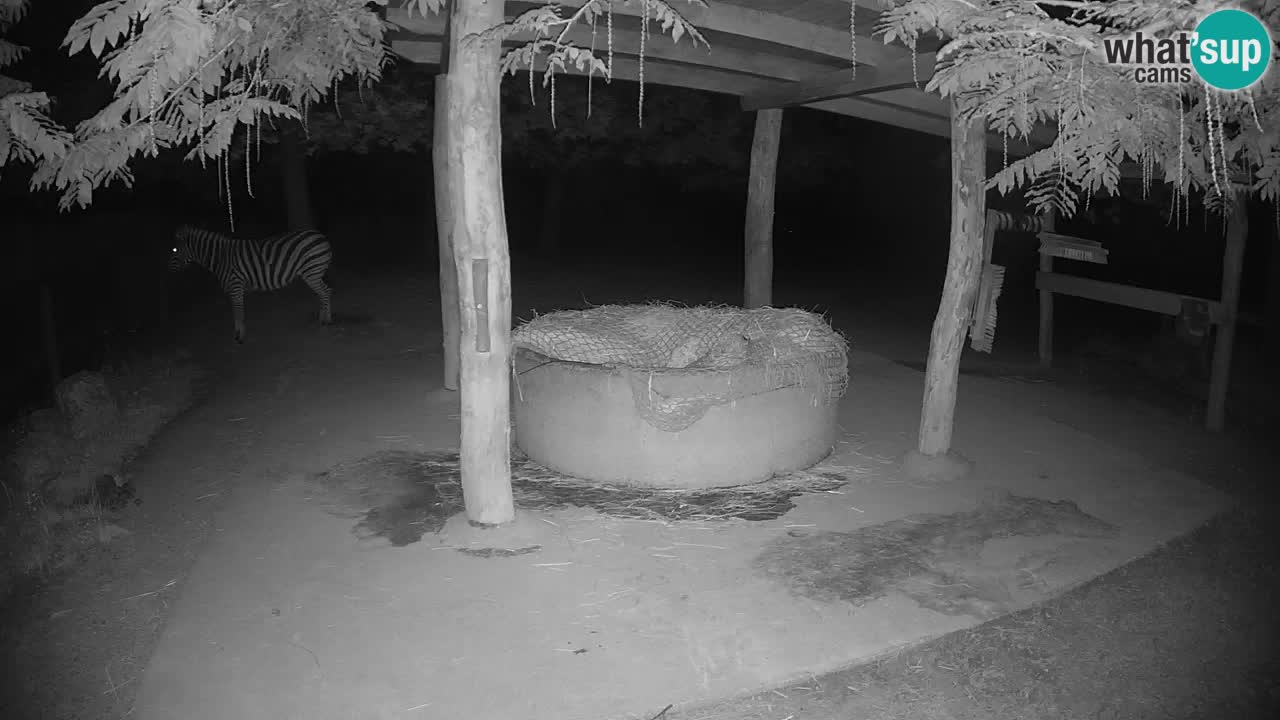 Live webcam Les zèbres in Ljubljana ZOO – Slovénie