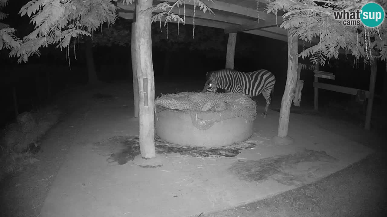 Zebre v živo v živalskem vrtu Ljubljana ZOO spletne kamere