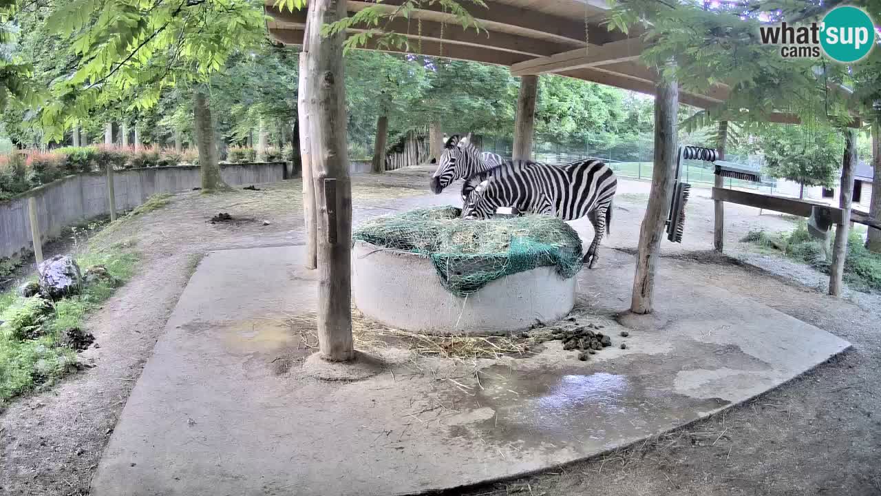 Live webcam Zebras in Ljubljana ZOO – Slovenia