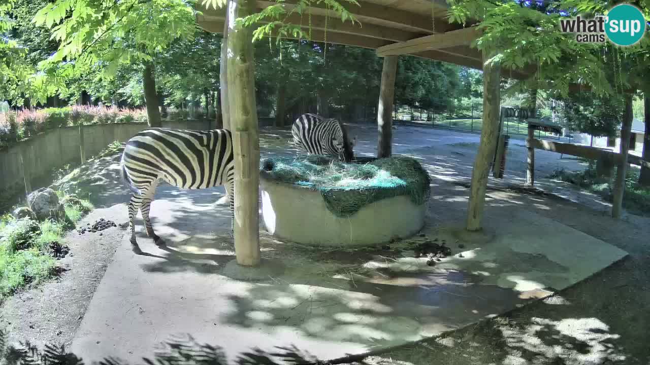 Le Zebre nello ZOO di Ljubljana – Slovenia Live webcam
