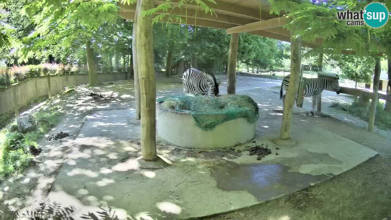 Camera en vivo Cebras in Ljubljana ZOO – Eslovenia
