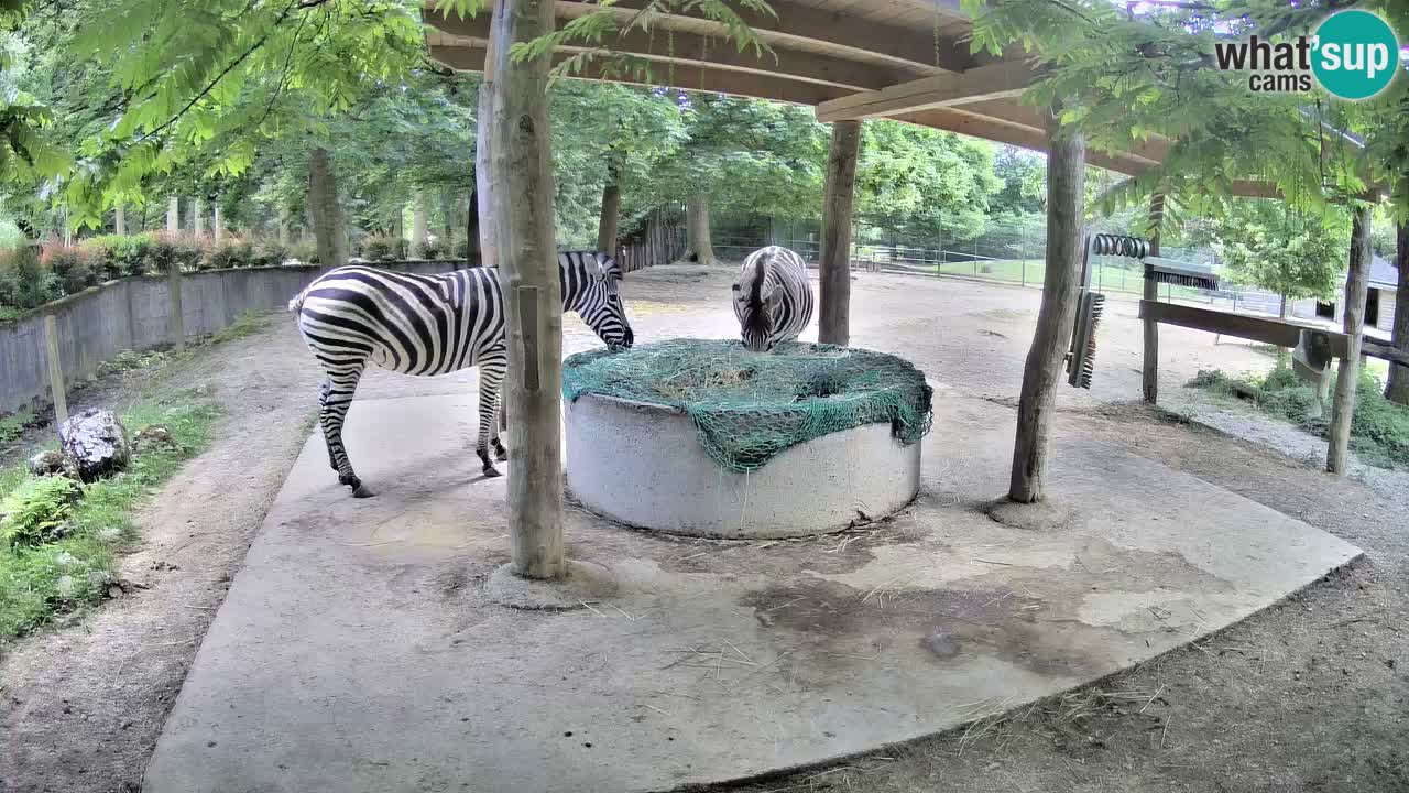 Web kamera uživo Zebras u ZOO Ljubljana – Slovenija