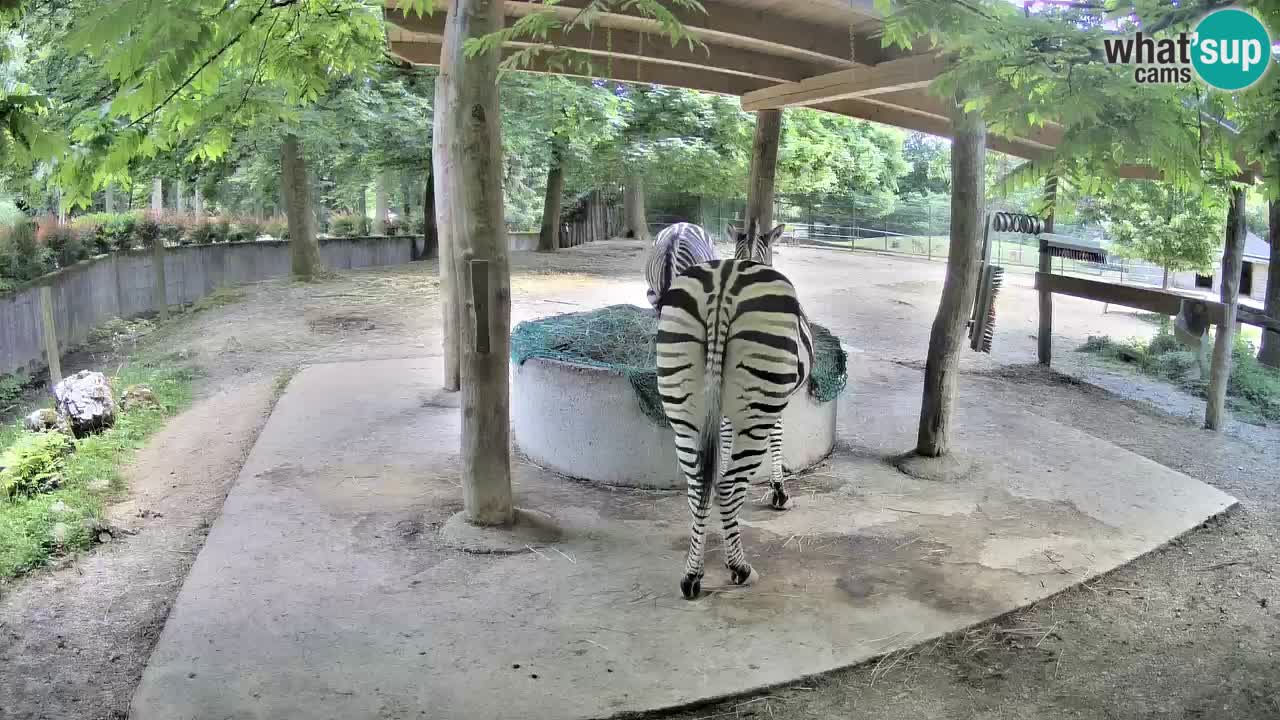 Live Webcam Zebras in Ljubljana ZOO – Slowenien
