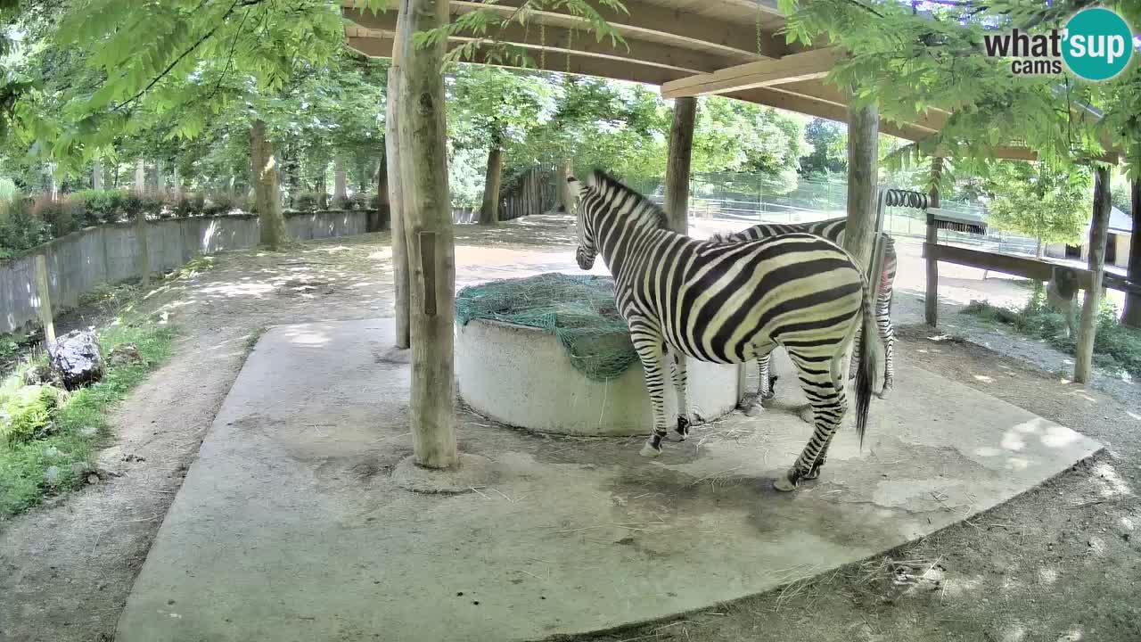 Web kamera uživo Zebras u ZOO Ljubljana – Slovenija
