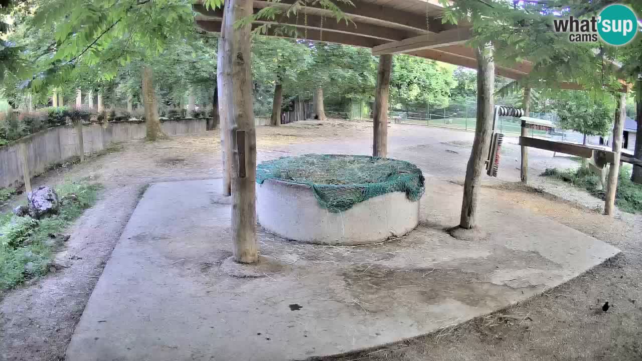 Live webcam Les zèbres in Ljubljana ZOO – Slovénie