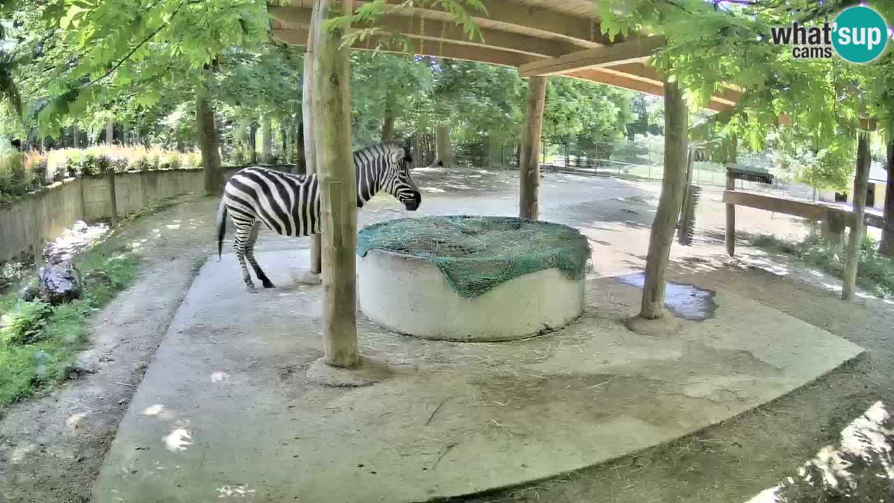 Live Webcam Zebras in Ljubljana ZOO – Slowenien