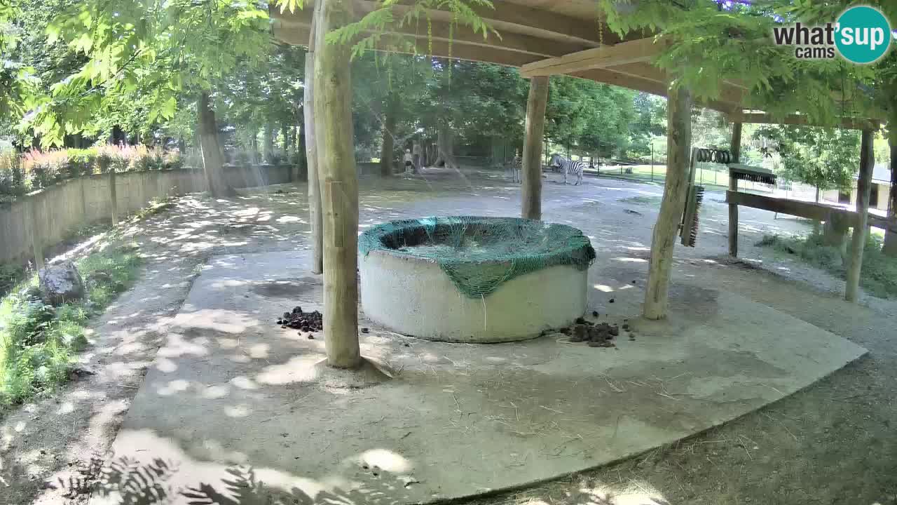 Zebre v živo v živalskem vrtu Ljubljana ZOO spletne kamere