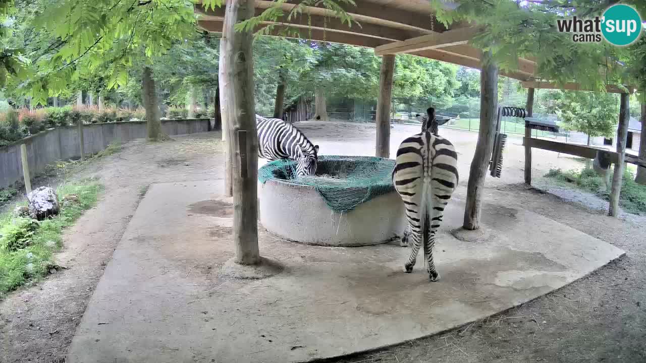 Le Zebre nello ZOO di Ljubljana – Slovenia Live webcam