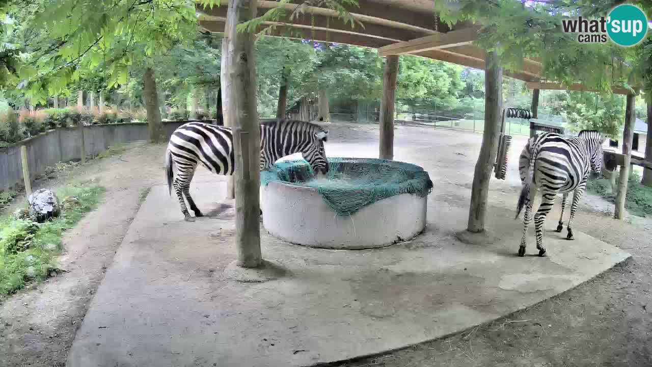 Le Zebre nello ZOO di Ljubljana – Slovenia Live webcam